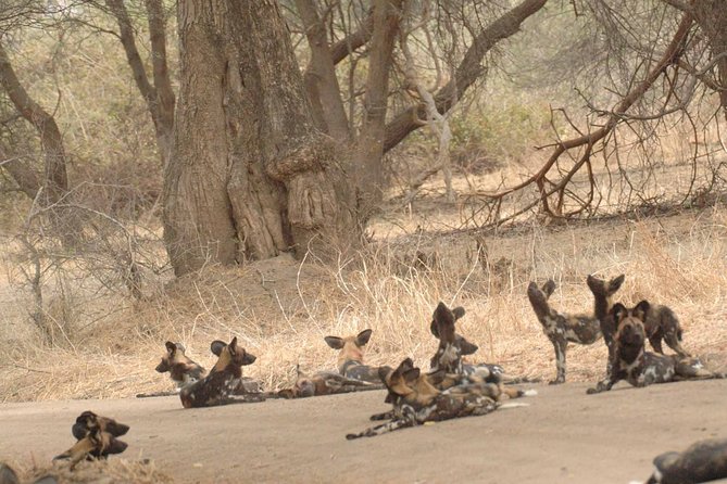 4 Days / 3 Nights Safari to Ruaha National Park - Included Experiences