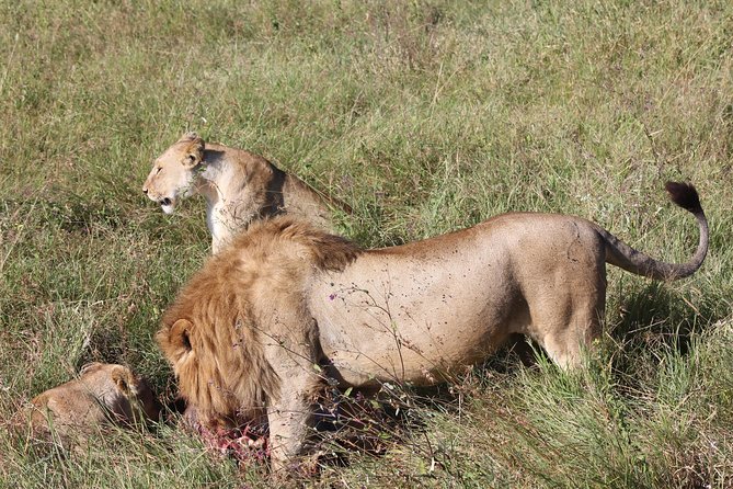 4 Days 3 Nights Tarangire Serengeti & Ngorongoro Lodge Safari - Wildlife Viewing Highlights