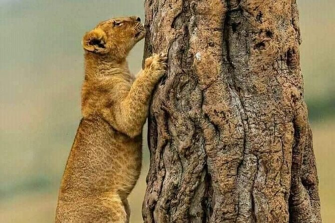 4-Days Bush to Bush Authentic Budget Safari - Inclusions and Amenities