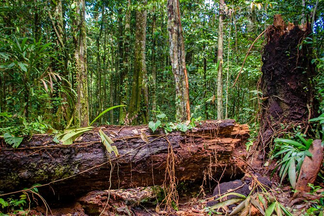 4 Days Deep Jungle Experience - Preparing for the Adventure