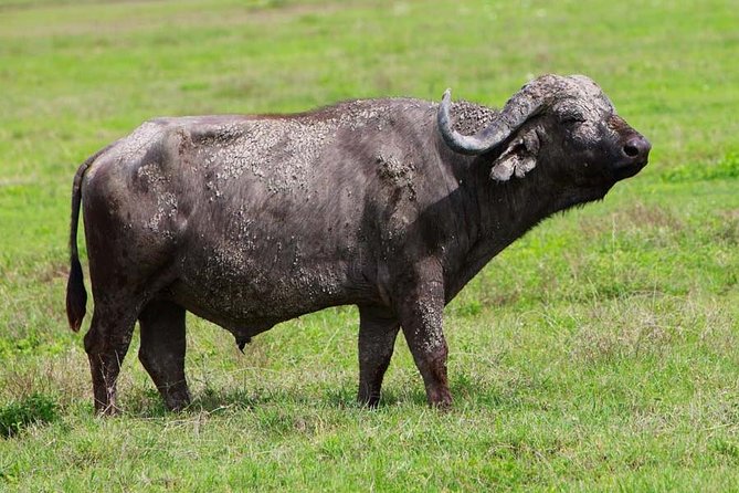 4 Days Experience Big Five in Tarangire, Serengeti & Ngorongoro Safari - Pickup and Accessibility