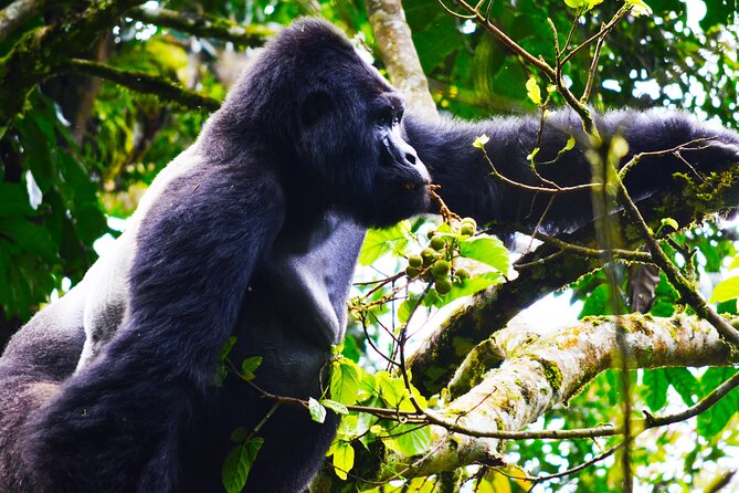 4 Days Gorilla Tracking Tour in Uganda - Meeting and Pickup Details