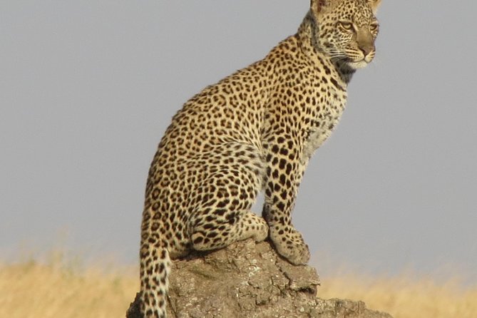 4 Days Joining Group Budget Camp Safari in Serengeti , Ngorongoro and Tarangire - Inclusions