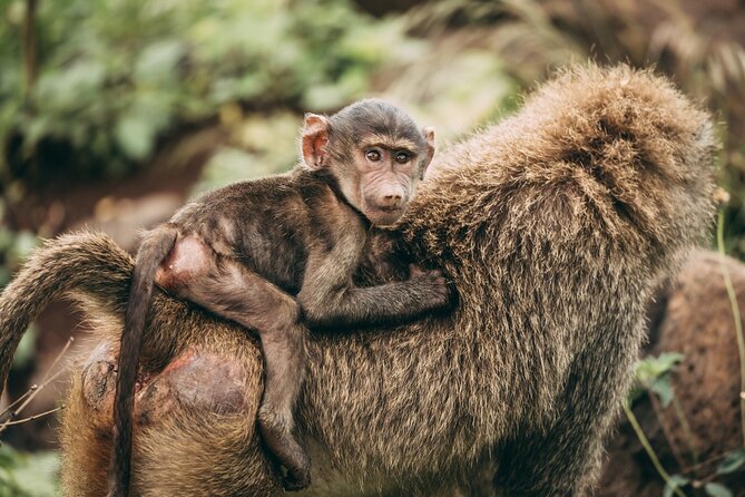 4 Days Lodge Safari in Lake Manyara, Serengeti & Ngorongoro Crater - Exploring Lake Manyara National Park