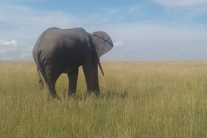4 Days Maasai Mara and Lake Nakuru Unforgettable Safari - Wildlife Highlights