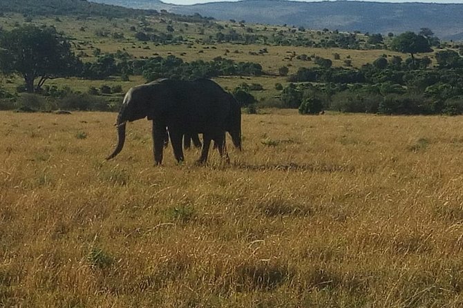 4 Days Maasi Mara-Nakuru National Park Budget Camping Safari - Itinerary Highlights