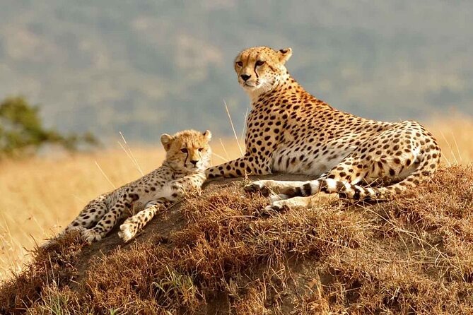 4 Days Masai Mara & Lake Nakuru Group Joining Safari - Itinerary Highlights