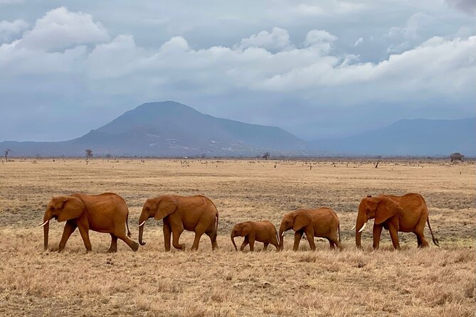 4 Days Private Safari Tour Tsavo and Amboseli From Nairobi - Inclusions and What to Expect