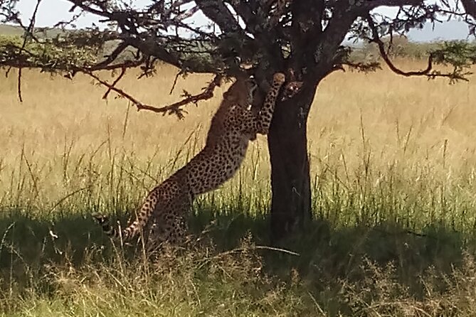 4 Days Safari to Lake Nakuru N/P and Maasai Mara N/R - Tour Features