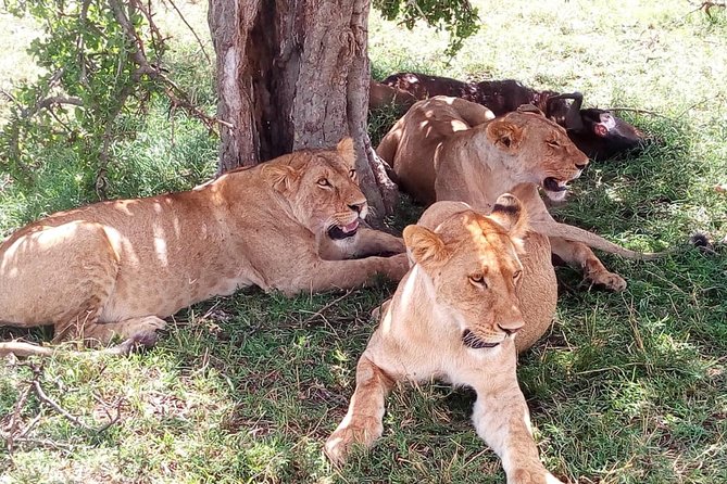 4-Days Safari: Tsavo East, West and Amboseli National Parks - Meeting and Pickup