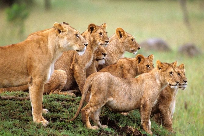 4 Days Serengeti and Ngorongoro Crater Tanzania Tour - Inclusions and Exclusions