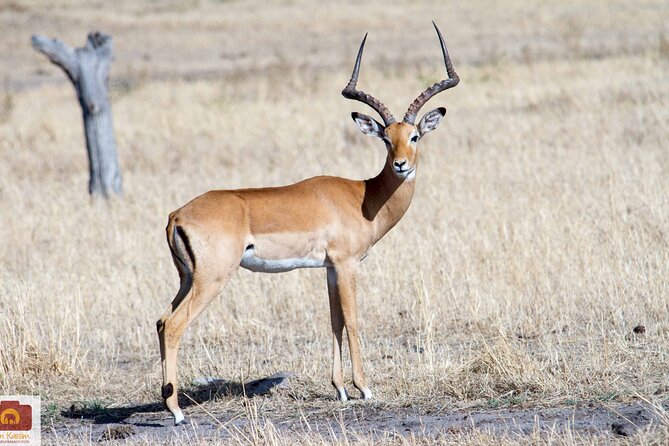 4 Days Tanzania Luxury Camping Safari - Itinerary Overview