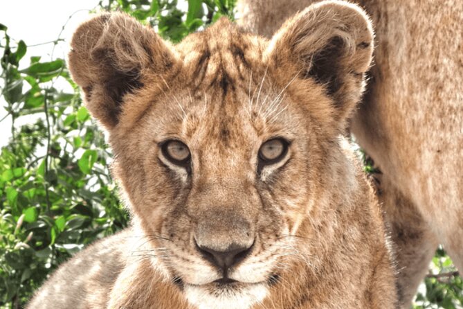 4 Days Tanzania National Parks Private Safari From Zanzibar - Itinerary Highlights