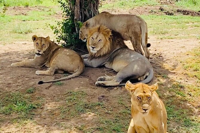 4 Days Tarangire National Park, Serengeti National Park and Ngorongoro Crater - Meeting and Pickup