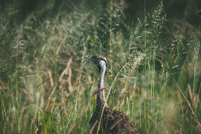 4 Days Tarangire, Serengeti and Ngorongoro Crater Camping Safari - Descending Into Ngorongoro Crater