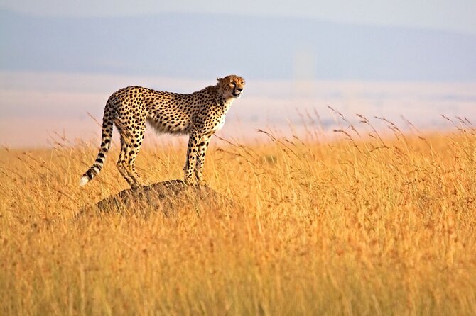4 Days Tour Landcruiser in Masai Mara and Lake Nakuru - Transport and Guides
