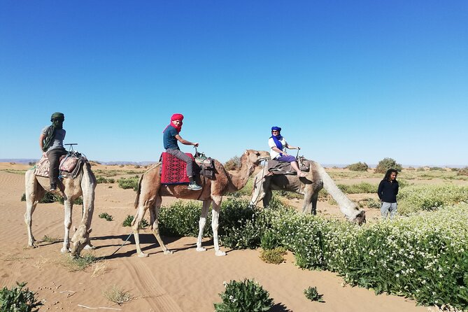 4 Days Trek - the Legs of Camels - Exploring the Mhamid Region