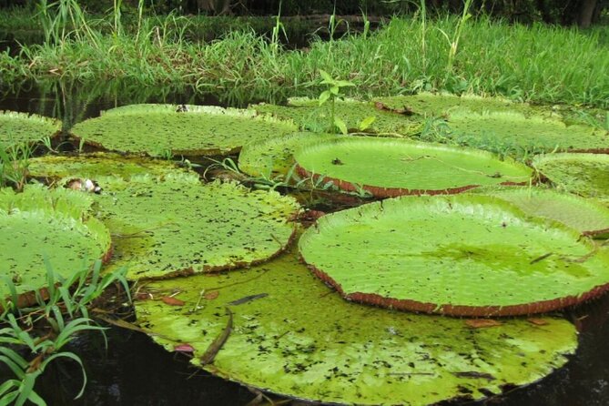 4-Days Unique Experience at Amazon Lodge, Immersion on a Jungle Adventure - Meals Included