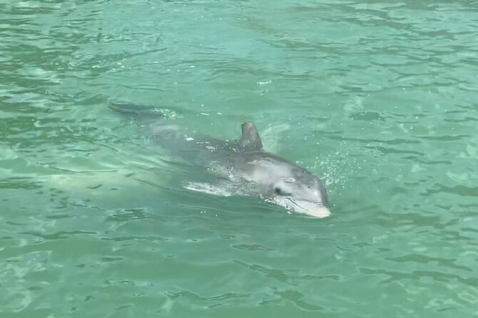 4 Hour Dolphin and Sandbar Cruise - Booking and Cancellation