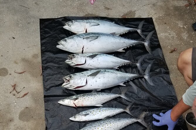 4-hour Fishing Adventure at Belleair Causeway - Whats Included in Your Trip