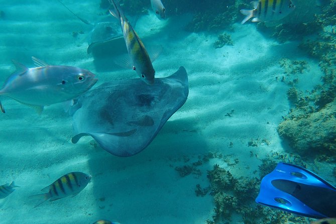 4-Hour Private 40 Luxury Catamaran Tour With Food, Open Bar & Snorkeling - Dietary Options