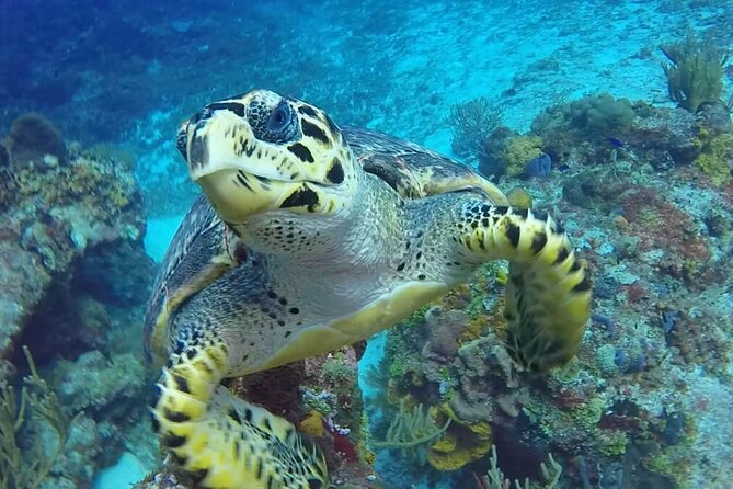 4 Hour Snorkeling Tour in Cozumel - Inclusions