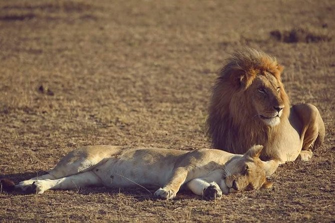 4 Hours Nairobi National Park - Inclusions and Amenities