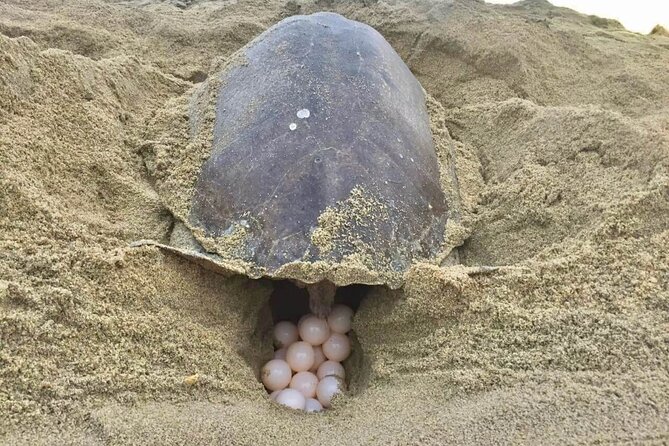 4-in-1 Tour - Mazunte,Cacao Factory, La Ventanilla & Turtle Spawn - Pickup and Timing Information