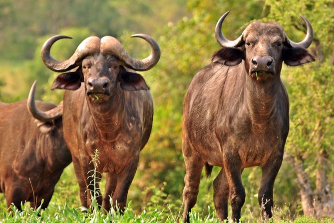 5 Day Kruger National Park and Panorama Route Safari - Itinerary and Inclusions