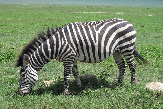 5-Day Lake Manyara, Serengeti, Ngorongoro Crater and Tarangire - Itinerary Highlights
