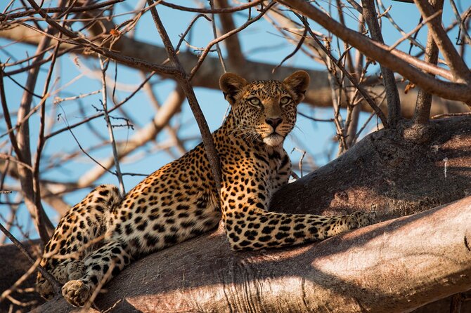 5-Day Mid-Range Safari in Tanzania - Wildlife Sightings
