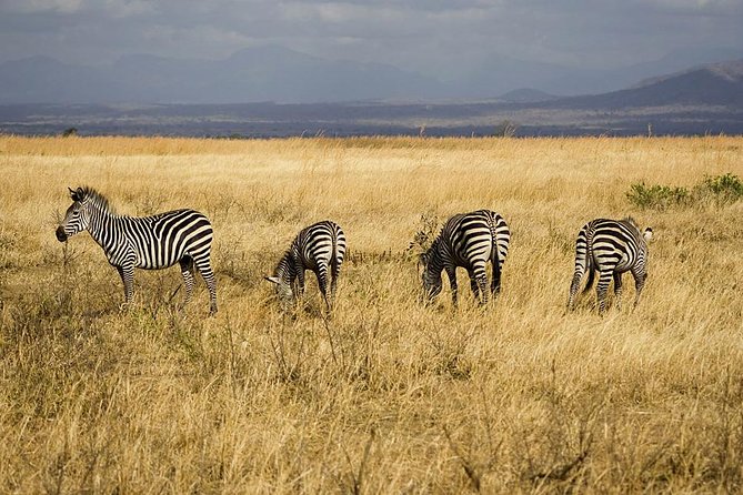 5-Day Mikumi & Ruaha Tanzania Wildlife Lodge Safari - Game Drives and Wildlife Viewing