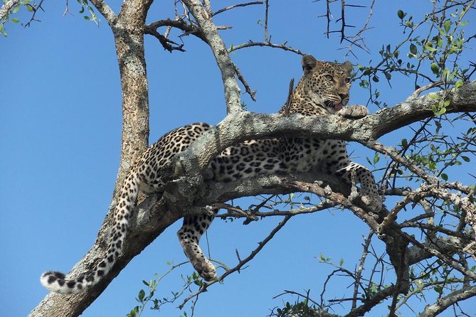 5 Day Serengeti, Tarangire, & Ngorongoro & Manyara Grass Root Safari. - Inclusions and Amenities