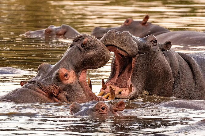 5 Day Tanzania Safari Camping Adventure Private Tour - Inclusions