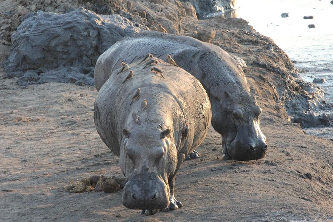 5 Day Victoria Falls and Hwange National Park Accommodated Safari Tour - Pickup and Start Time
