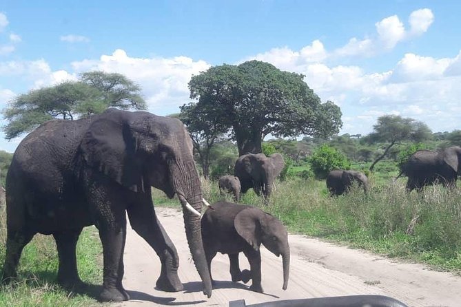 5 Days African Safaris - Accommodation Options