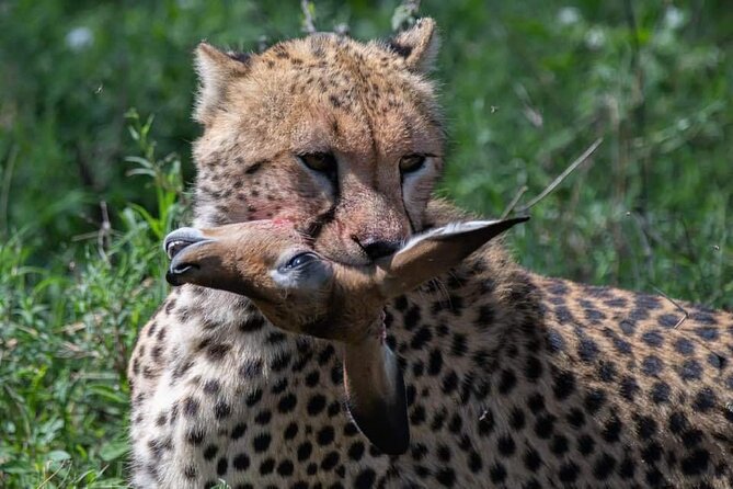 5-Days Lake Manyara, Serengeti, Ngorongoro Crater and Tarangire - Discovering Serengeti National Park