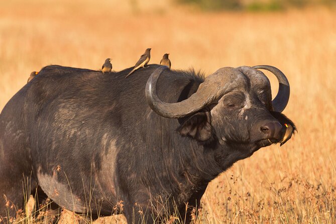 5 Days Lodge Luxury: A Taste of Tanzania Safari - Itinerary Breakdown
