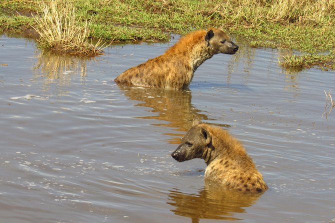 5 Days Masai Mara-Lake Nakuru & Lake Naivasha Hells Gate Safari - Lake Nakuru National Park