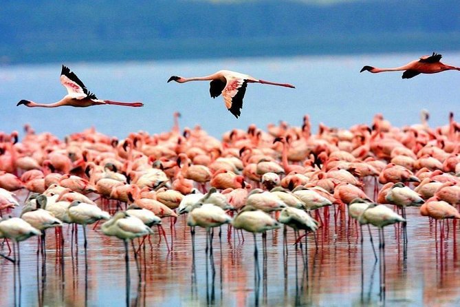 5-Days Masai Mara- Lake Nakuru - Lake Naivasha Kenya Safari Tour - Adventuring Through Lake Naivasha