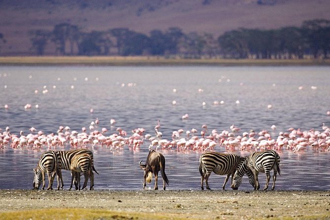 5 Days Masai Mara & Lake Nakuru Mid Range Private Safari - Accommodation and Meals