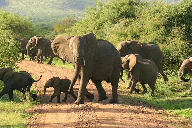 5 Days Ruaha National Park Safari - Accommodation Options