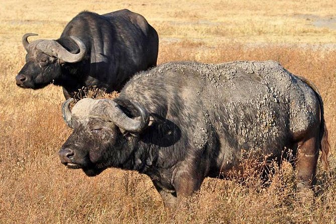 5 Days Safari In Serengeti And Ngorongoro - Highlights of the Itinerary