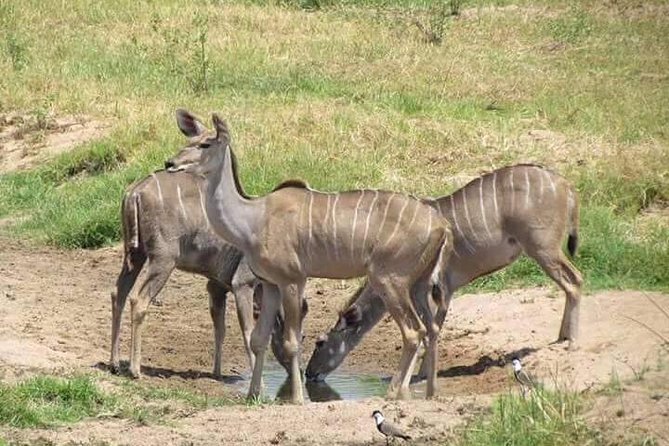 5 Days Safari Itinerary, Delight With Camping Game Drives in 3 National Parks - Camping Experiences