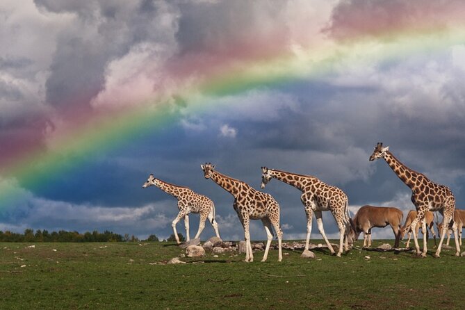 5 Days Tanzania Big 5 Safaris - Safari Experience