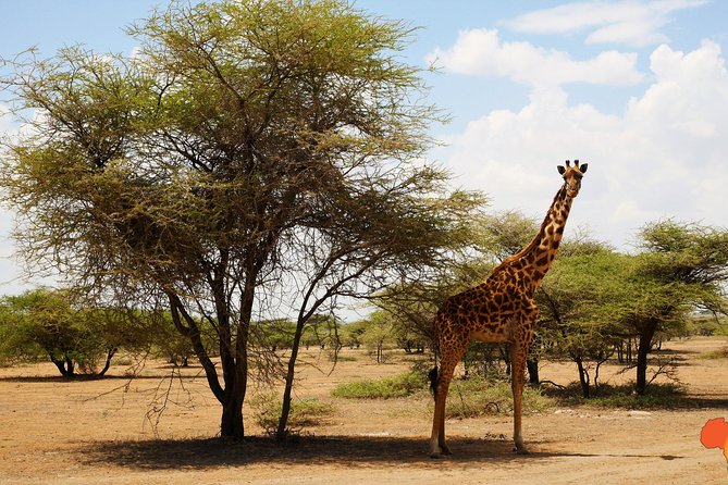 5 Days Tanzania Camping Safari - Explore Tarangire National Park