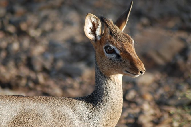 5 Days Tanzania Safari From Mwanza to Arusha - Itinerary Breakdown