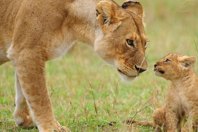 5 Days Tarangire, Serengeti, Ngorongoro & Manyara Budget Lodge Safari Tour - Accommodations and Meals
