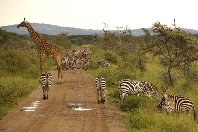 5 Days Tour Tarangire, Serengeti, Ngorongoro Crater & Lake Manyara Park-Midrange - Pickup and Departure