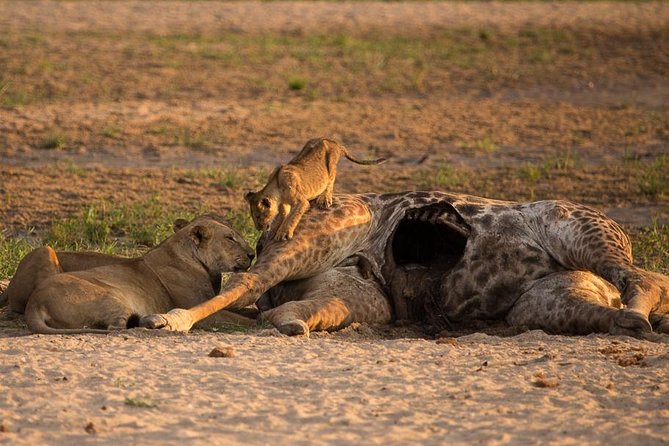 6-Day Kenya and Tanzania Safari - Safari Experiences